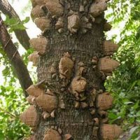 Fagara immuno-reconstituant, déboucheur de vaisseaux est riche en fagaricine et en principes vasodilatateur. Utile pour déboucher les vaisseaux, combattre le rhumatisme, la drépanocytose, les infections bactériennes, etc. Le fagara immuno-reconstituant déboucheur de vaisseaux es