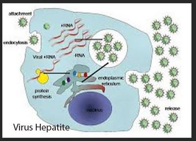Hépatite B Traitement Non Conventionnel de Hépatite B