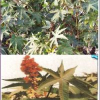 plantes pour renforcer les défenses immunitaires