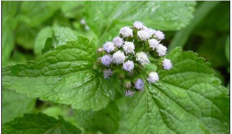 Thalassémie Définition Causes Traitement de la Thalassémie Par les Plantes