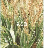 Leucémie traitement par les plantes