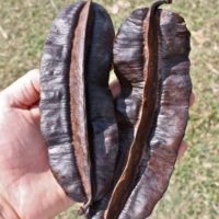 Fruit 4 Cotés et Bienfaits Sur Fibrome