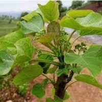 Djèka, Bienfaits de Djèka pour les Femmes