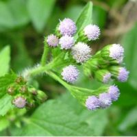 Roi Des Arbres Pour Déboucher Les Trompes Bouchées