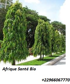 Soigner la fièvre typhoïde avec la veuve pleureuse