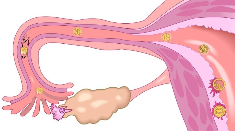Gongoli Pour Déboucher les Trompes Gongoli Pour Faire Bébé