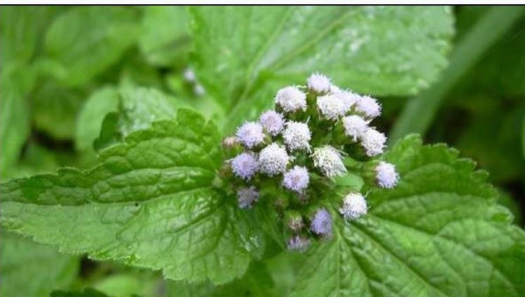 Syndrome du Défilé Thoraco-Brachial Traitement Naturel Prévention