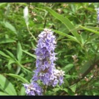 Orchi épididymite Traitement Naturel de l'Orchi épididymite