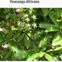 Desmodium Hépathoprotecteur Desmodium ascendens