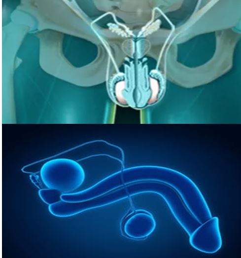 Prostate Traitement Nature