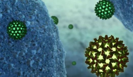 Hépatite B Traitement Phytothérapies