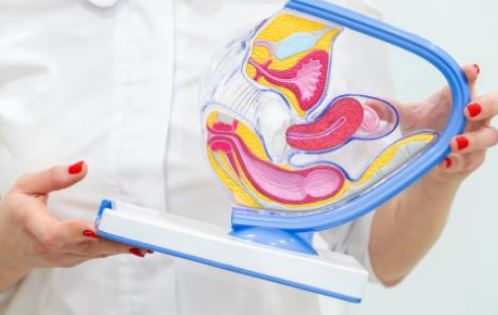 Utérus Antéversé et Utérus Rétroversé