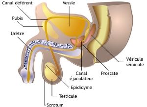 Varicocèles Solution Naturelle Sans La Chirurgie. Remède Par les Plantes. Voici ce qu'il vous faut pour finir avec la varicocèle.