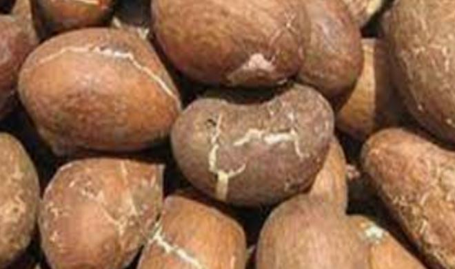 Comment Agrandir le Pénis avec le petit cola Naturellement